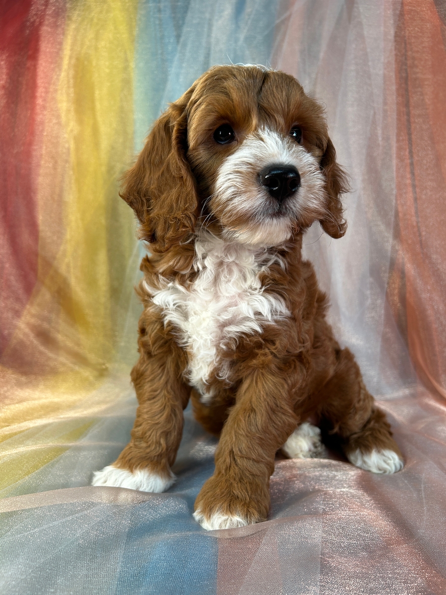 Cockapoo Puppy for Sale DOB 6-19-2024 $1200